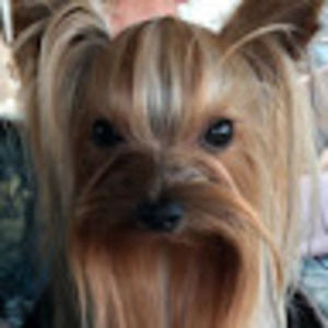 Meet your Posher, Shelby